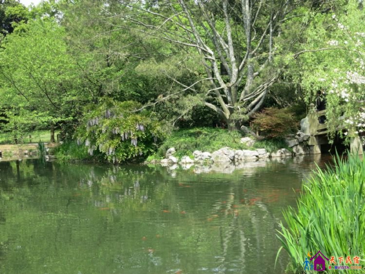 %E8%8A%B1%E6%B8%AF%E8%A7%82%E9%B1%BC%20021