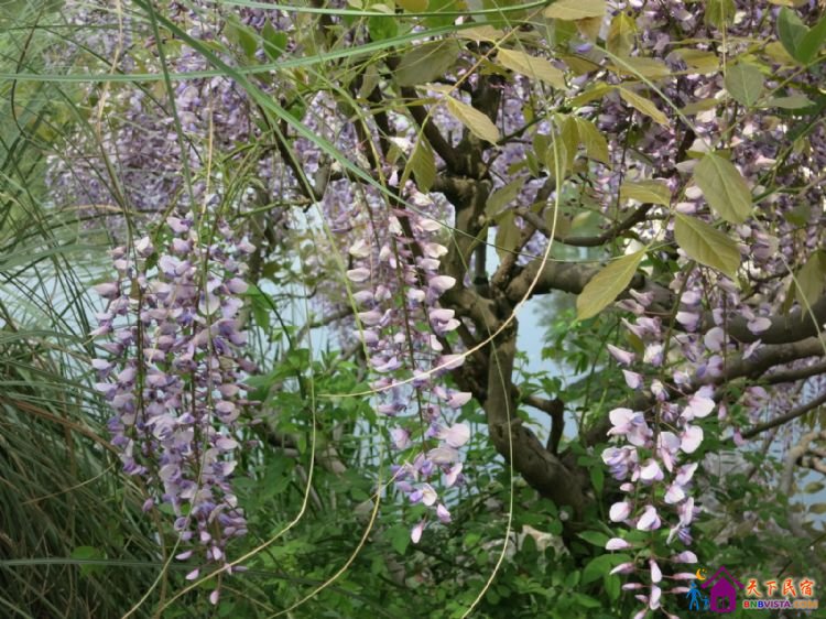 %E8%8A%B1%E6%B8%AF%E8%A7%82%E9%B1%BC%20020