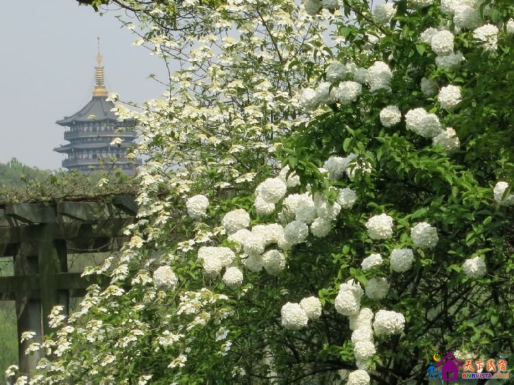 %E8%8A%B1%E6%B8%AF%E8%A7%82%E9%B1%BC%20033