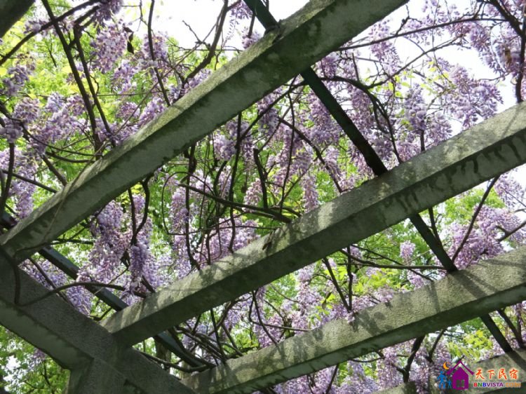 %E8%8A%B1%E6%B8%AF%E8%A7%82%E9%B1%BC%20041