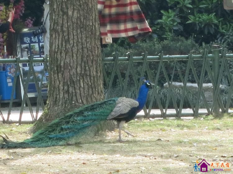 %E8%8A%B1%E6%B8%AF%E8%A7%82%E9%B1%BC%20019