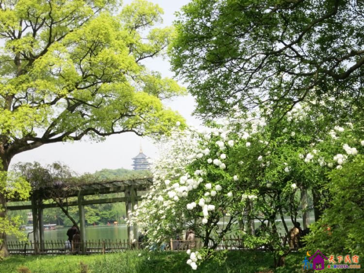 %E8%8A%B1%E6%B8%AF%E8%A7%82%E9%B1%BC%20032