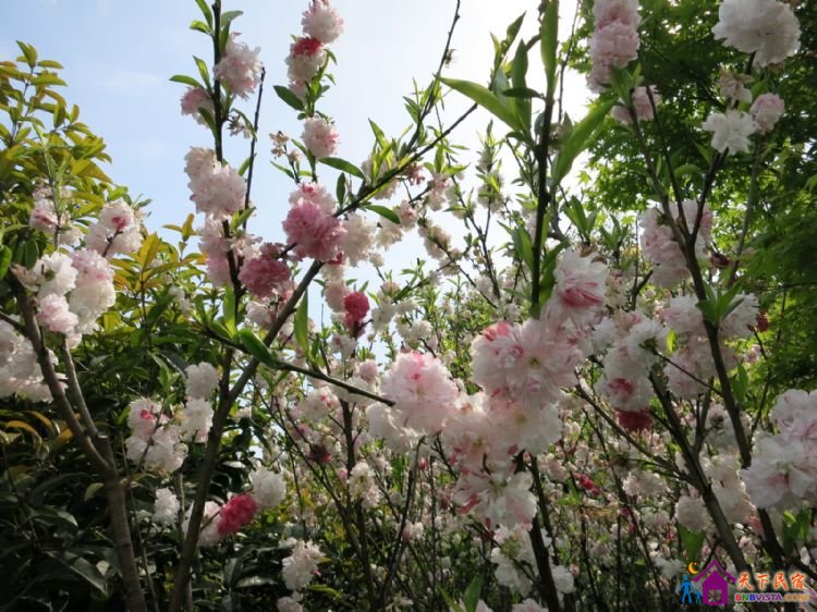 %E8%8A%B1%E6%B8%AF%E8%A7%82%E9%B1%BC%20030