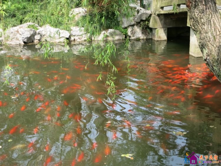 %E8%8A%B1%E6%B8%AF%E8%A7%82%E9%B1%BC%20022