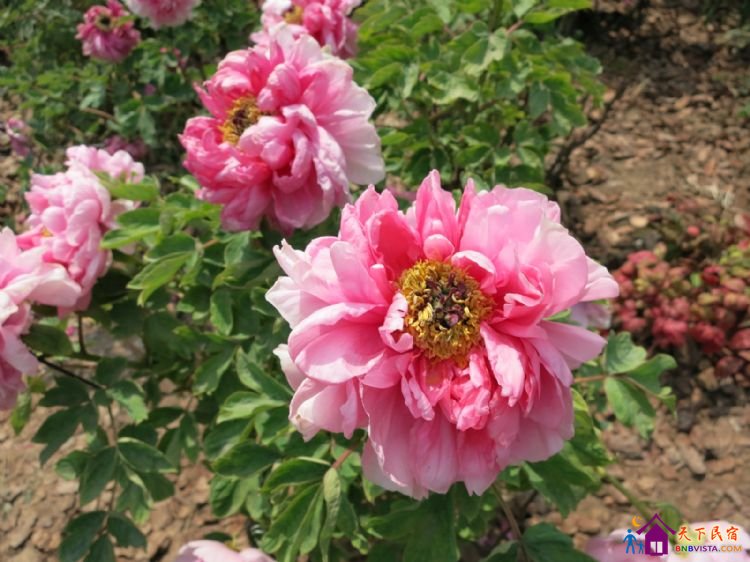 %E8%8A%B1%E6%B8%AF%E8%A7%82%E9%B1%BC%20026