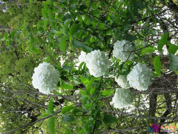 %E8%8A%B1%E6%B8%AF%E8%A7%82%E9%B1%BC%20042