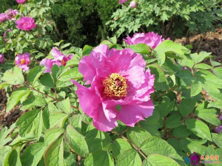 %E8%8A%B1%E6%B8%AF%E8%A7%82%E9%B1%BC%20027