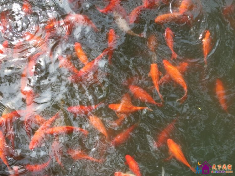 %E8%8A%B1%E6%B8%AF%E8%A7%82%E9%B1%BC%20024