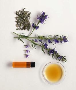 牛膝草茶
