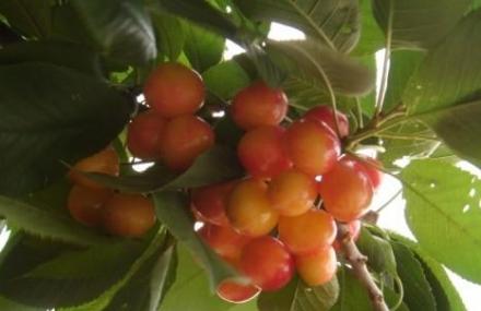 北京四季青樱桃园