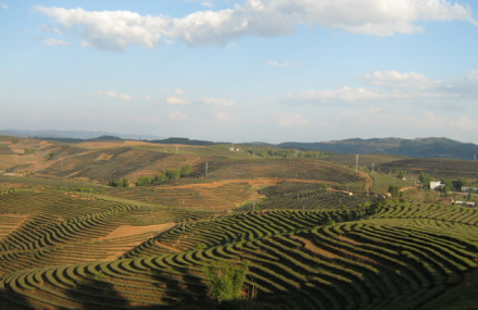 西双版纳大渡岗万亩茶园