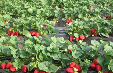 北京康顺达农业科技生态园