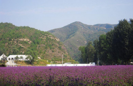 北京紫海香堤香草艺术庄园