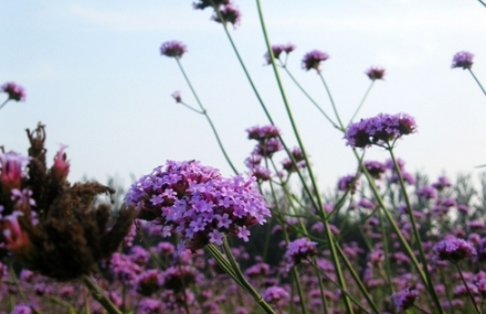 北京蓝调薰衣草庄园
