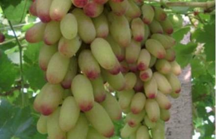 上海施泉葡萄园