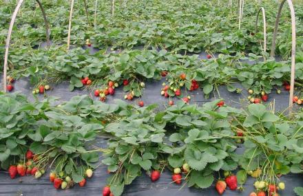 上海攀攀草莓园