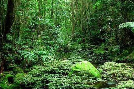 万宁白水岭热带森林