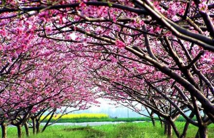 上海桃源民俗村