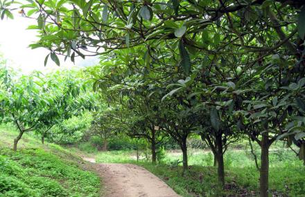 成都龙泉枇杷沟
