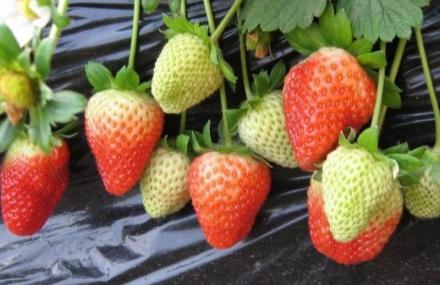 北京顺义源生健采摘园