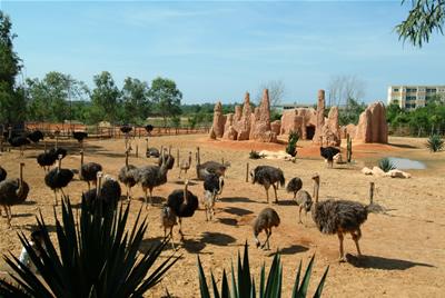 定安新澳东方鸵鸟观赏园