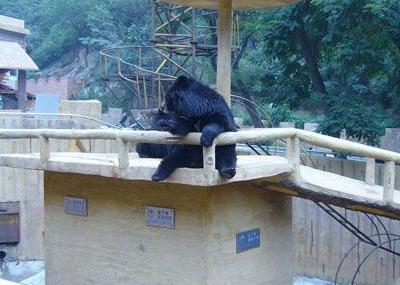 北京八达岭熊乐园