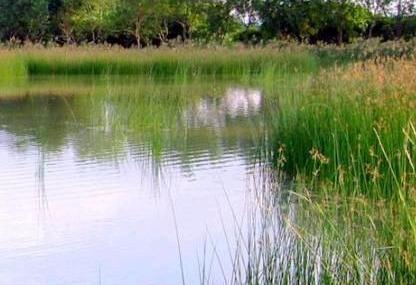 香港米埔野生动物保护区