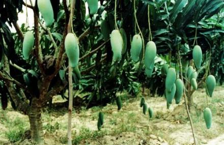 儋州军屯热带花果园