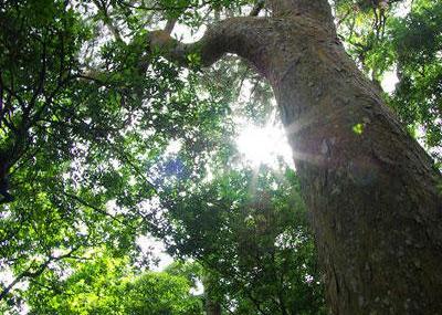 白沙坝王岭森林自然保护区