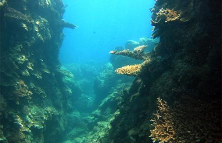 三亚百乐国际潜水中心