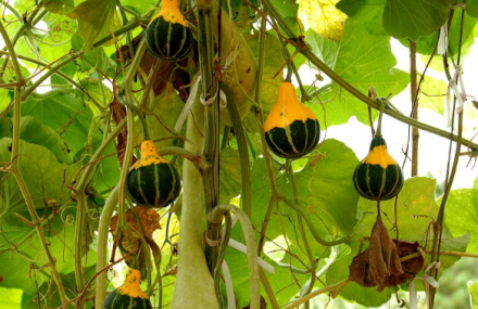 北京世同瓜园基地