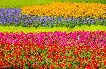 北京索菲亚薰衣草花海影视基地