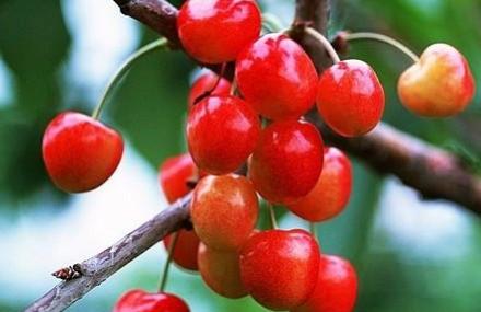 北京大溪地半山樱桃园