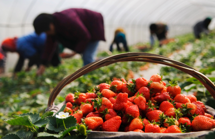北京珍香草莓园