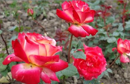 上海浦江玫瑰园