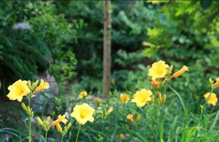 北京静之湖森林公园