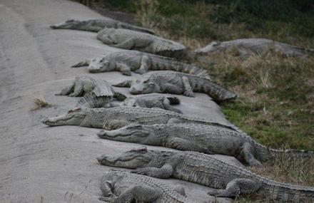 北京鳄鱼湖公园