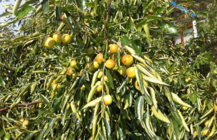 北京康楚园种植园