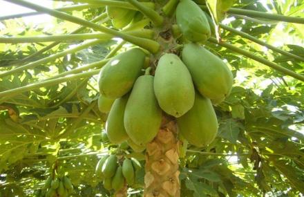 重庆木瓜花基地