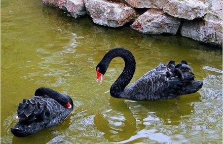 武汉九峰森林动物园