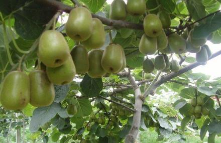 北京庭院猕猴桃采摘区