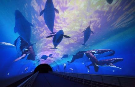 大连圣亚深海传奇