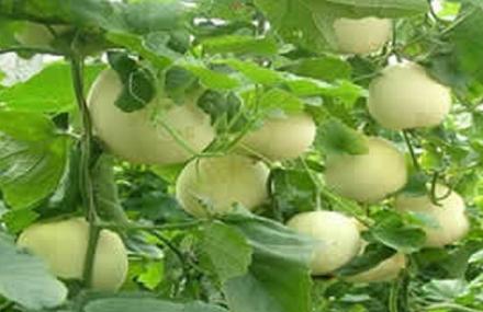 北京静逸清采摘园