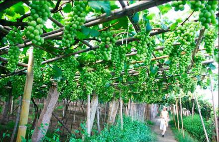 重庆东升茶山农业观光园