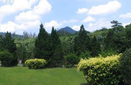 万宁礼纪青皮林