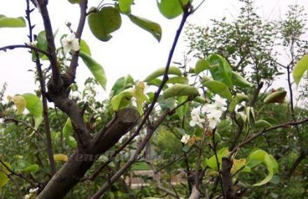 北京万亩梨花庄园