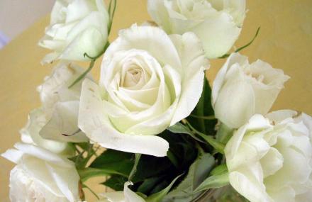 上海中荷玫瑰园