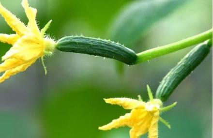 北京东庄亚亚种植园