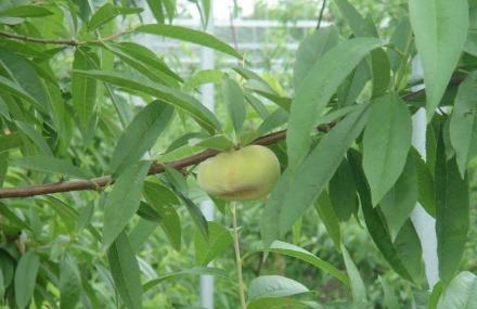 上海滨海农家乐