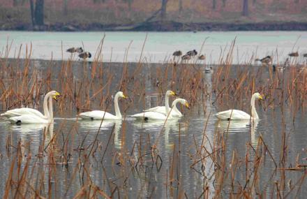 北京翠湖湿地公园